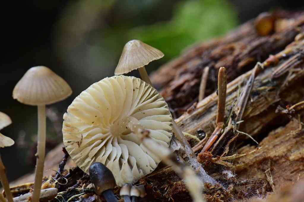 Reddish spotted mycena (Mycena maculata) thumbnail 3