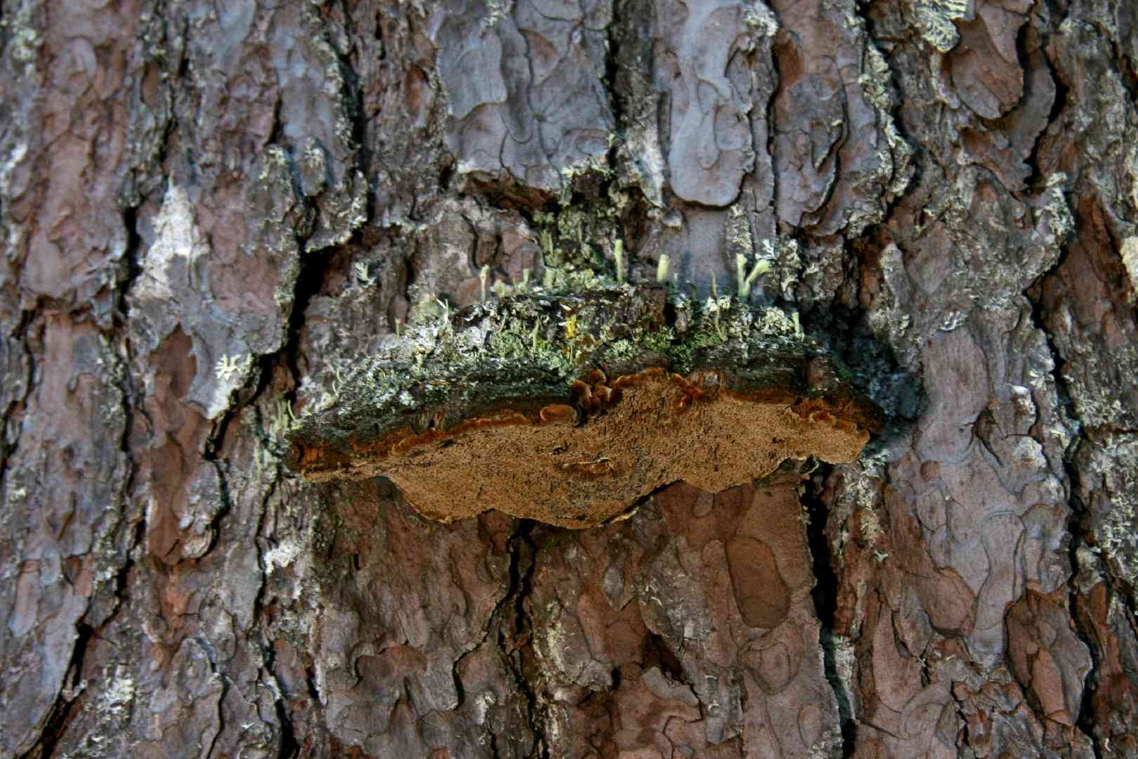 Phellinus chrysoloma (Phellinus chrysoloma) thumbnail 1