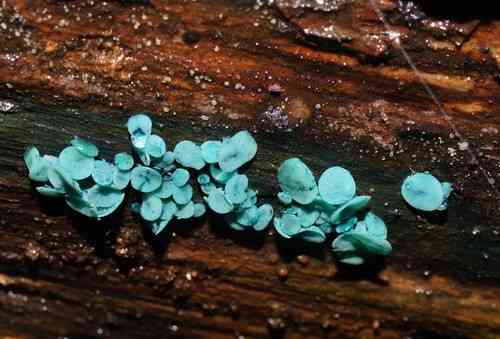 Green wood-cup (Chlorociboria aeruginascens) thumbnail 2