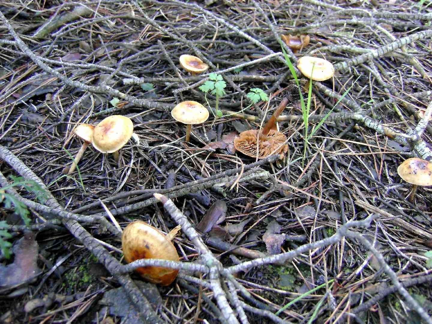 Splitpea shanklet (Collybia cookei) thumbnail 1