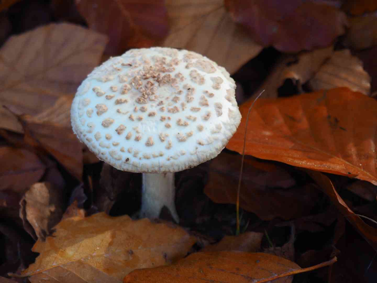 False death cap (Amanita citrina) thumbnail 3