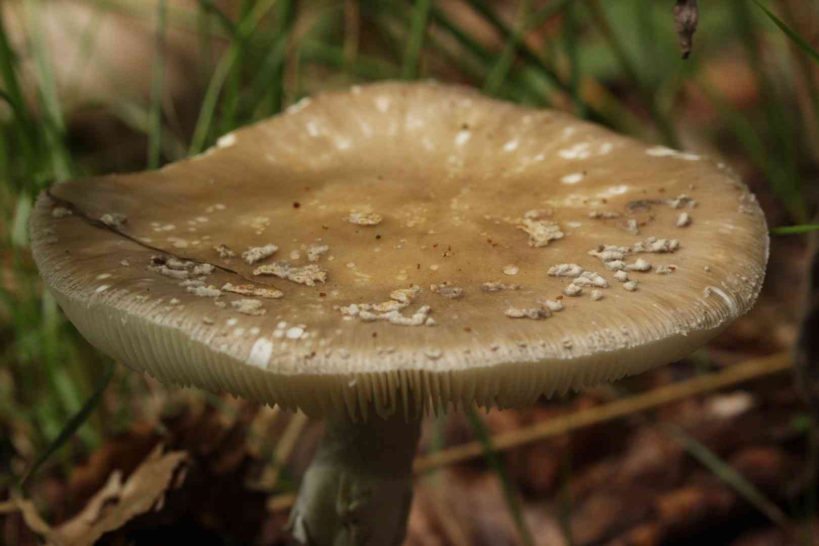 Grey spotted amanita (Amanita excelsa) thumbnail 3