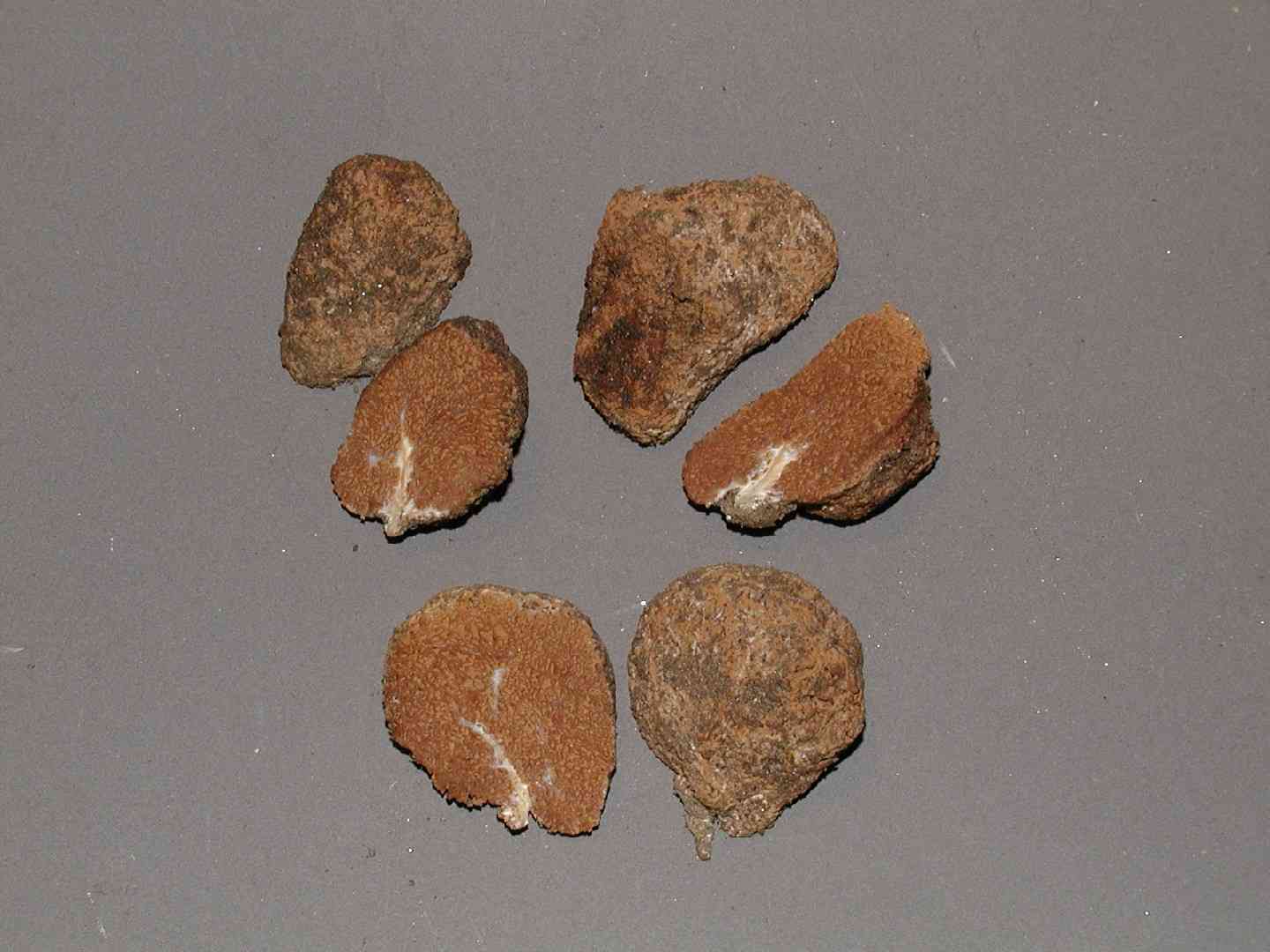 Gautieria monticola (Gautieria monticola) thumbnail 2