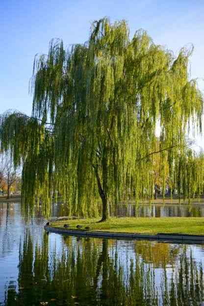 Weeping willow