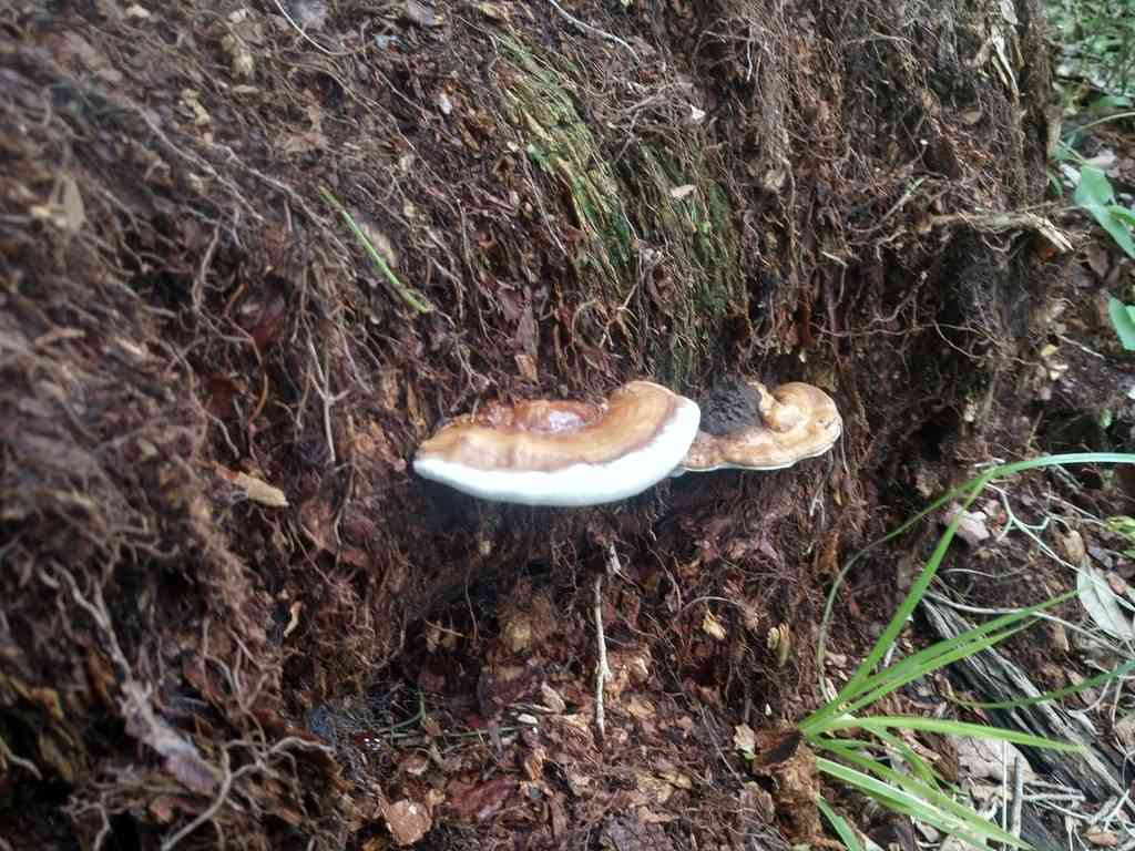 Ganoderma butt rot (Ganoderma zonatum) thumbnail 3