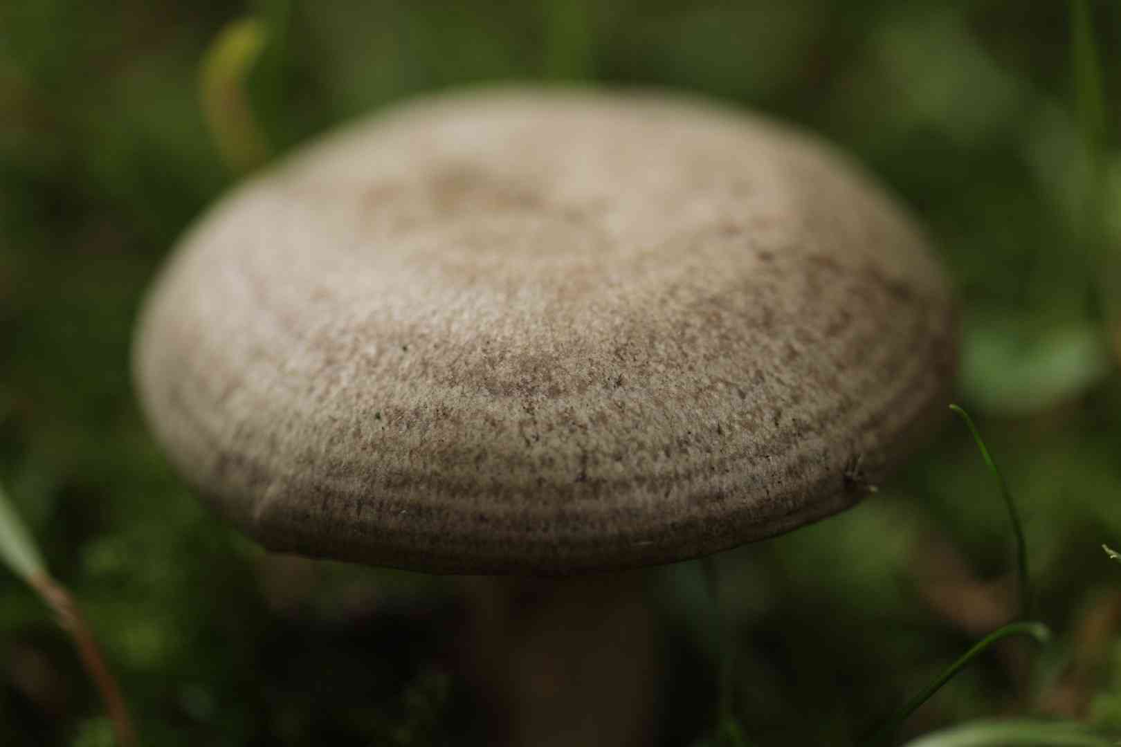 Lactarius circellatus (Lactarius circellatus) thumbnail 3