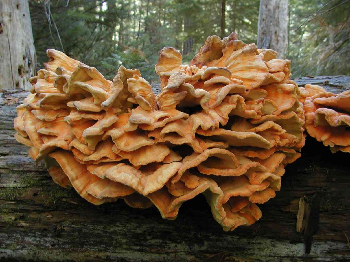 Conifer sulfur shelf