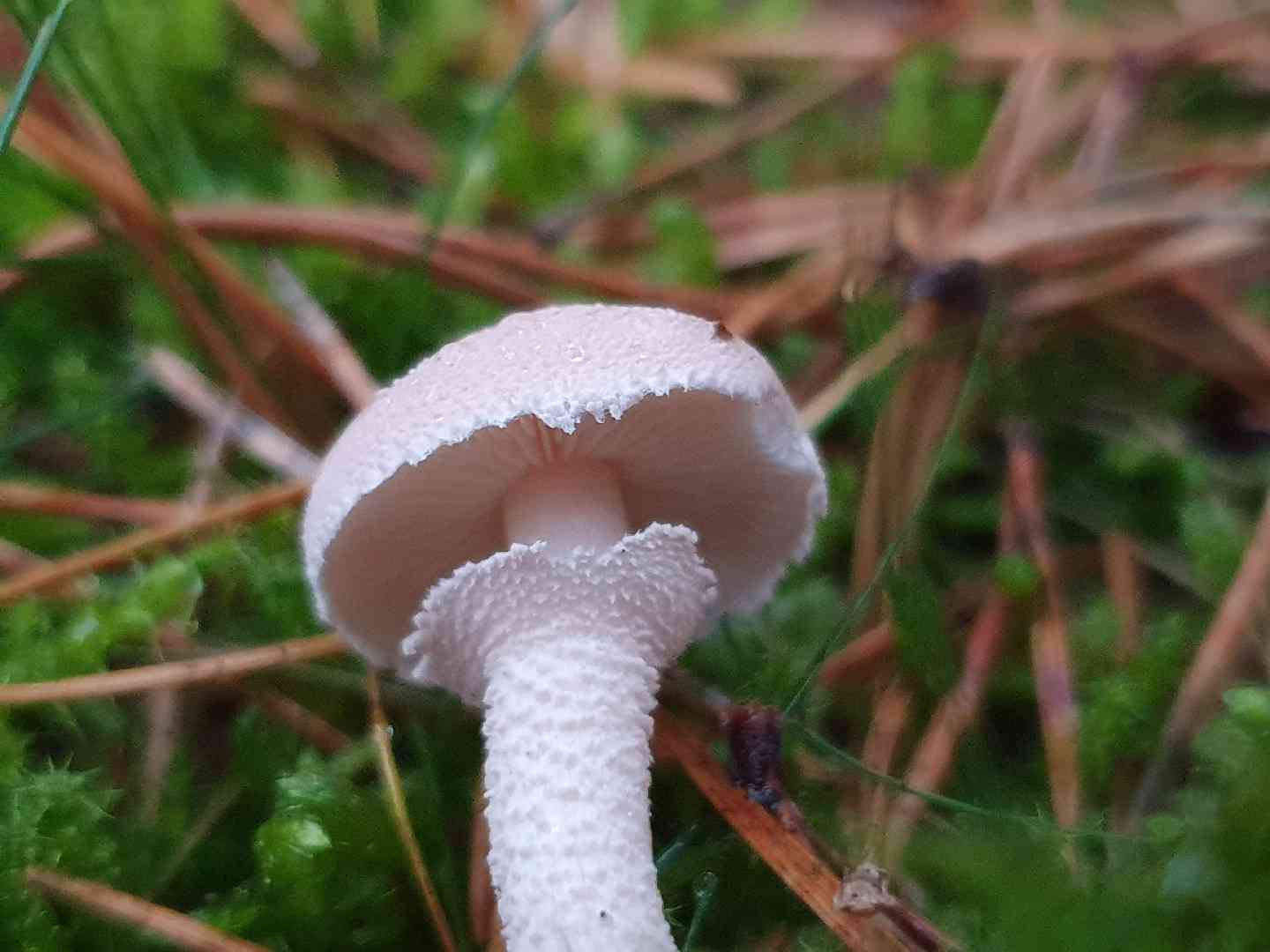 Pearly powdercap (Cystoderma carcharias) thumbnail 1