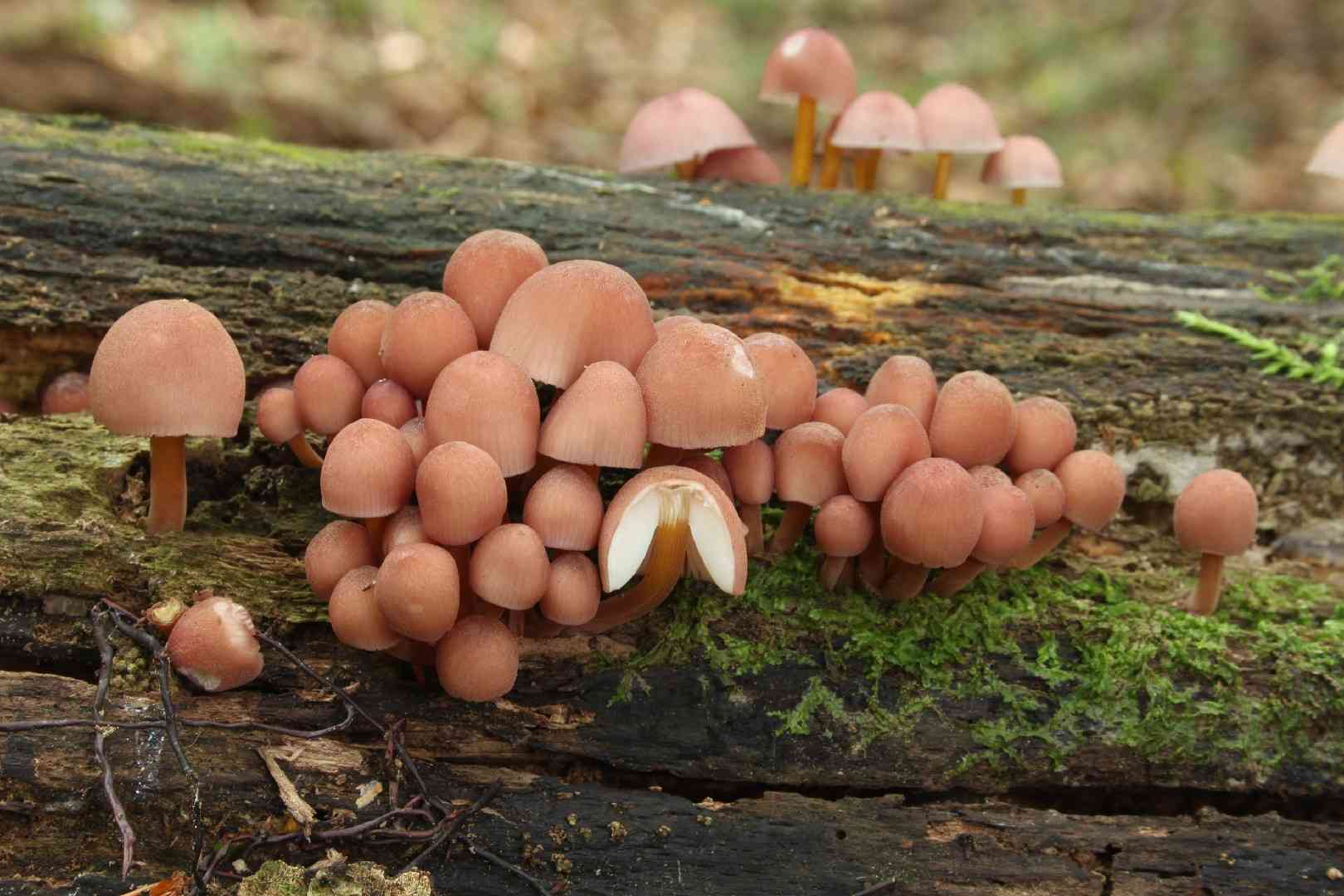 Beautiful bonnet (Mycena renati) thumbnail 2