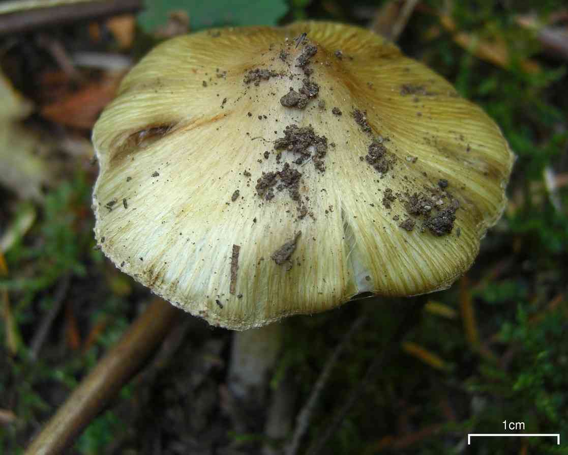 Corn-silk Inocybe