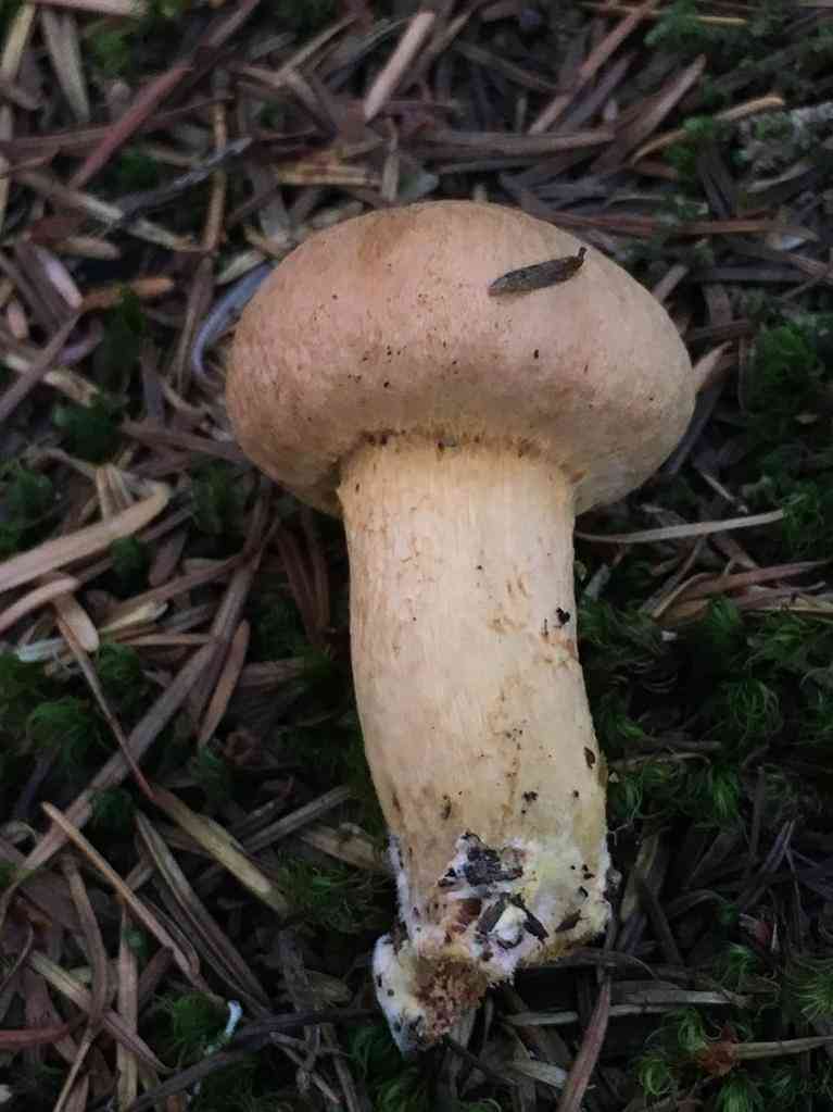 Woolly pine spike (Chroogomphus tomentosus) thumbnail 3