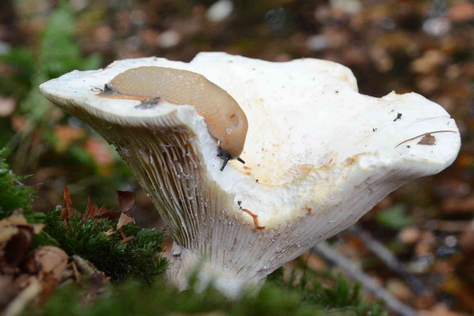 Fleecy milk-cap (Lactarius vellereus) thumbnail 1