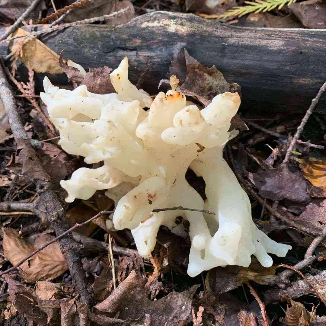 Sebacina sparassoidea