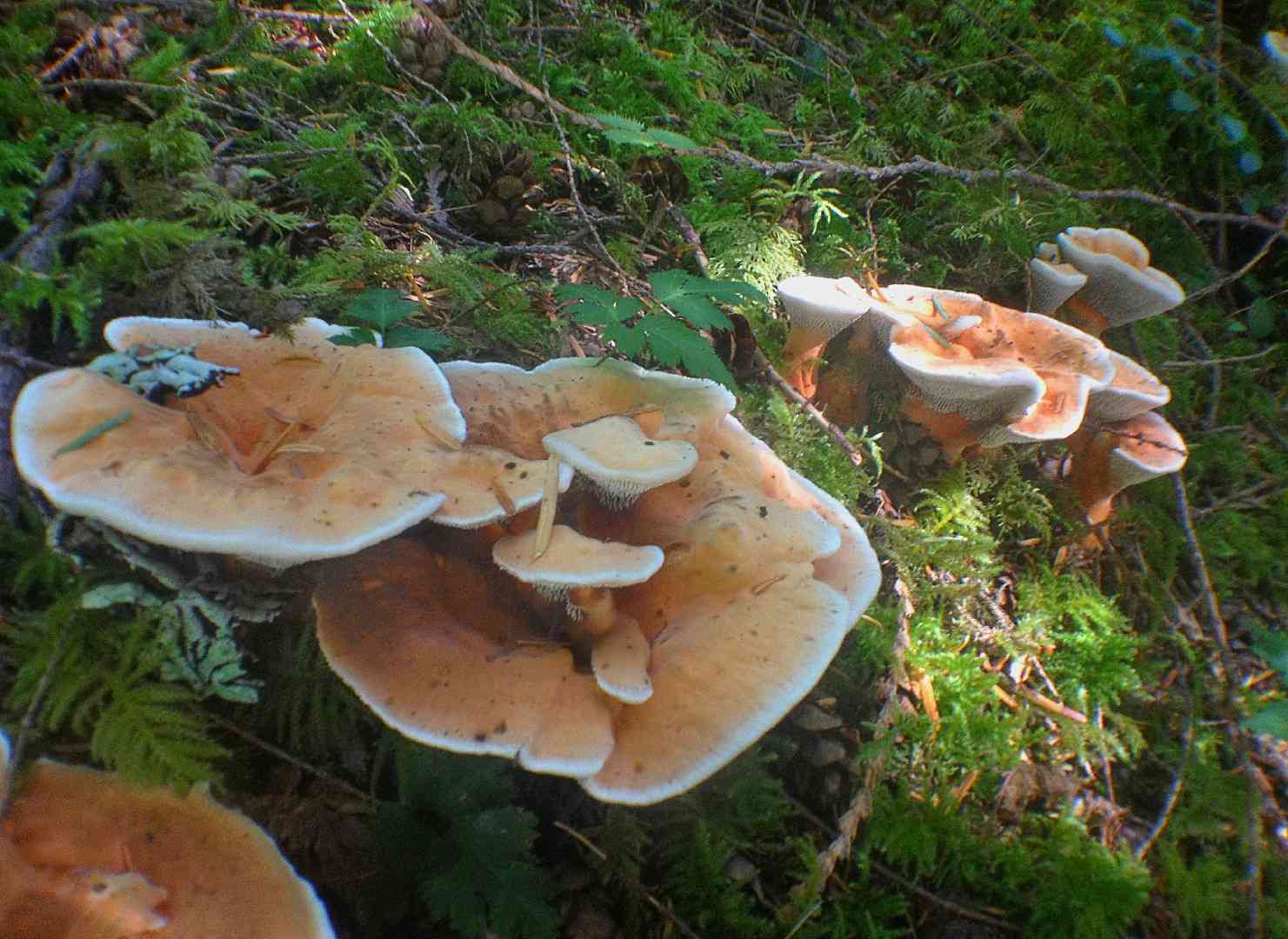 Orange spine (Hydnellum aurantiacum) thumbnail 2