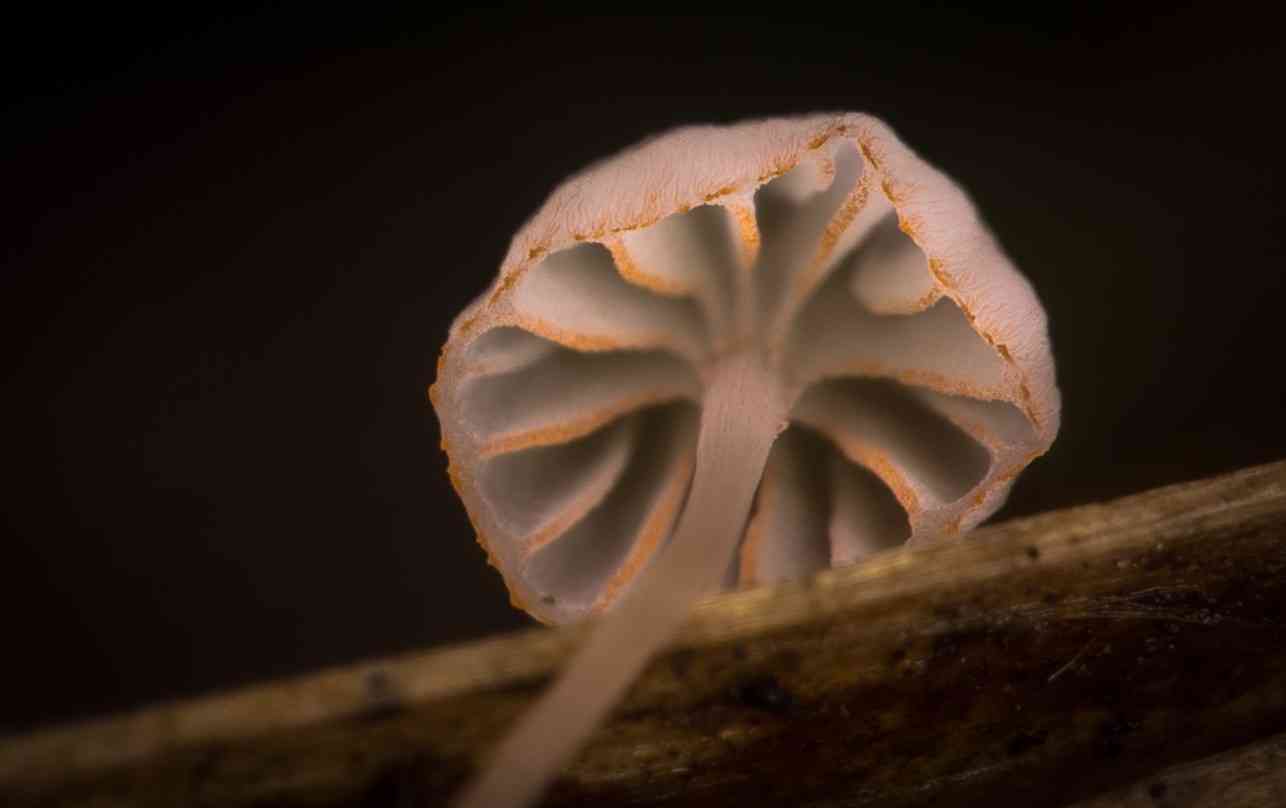 Ferny bonnet (Mycena pterigena) thumbnail 2