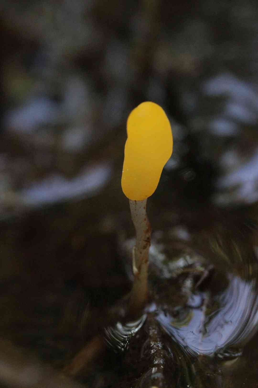 Swamp beacon (Mitrula paludosa) thumbnail 2
