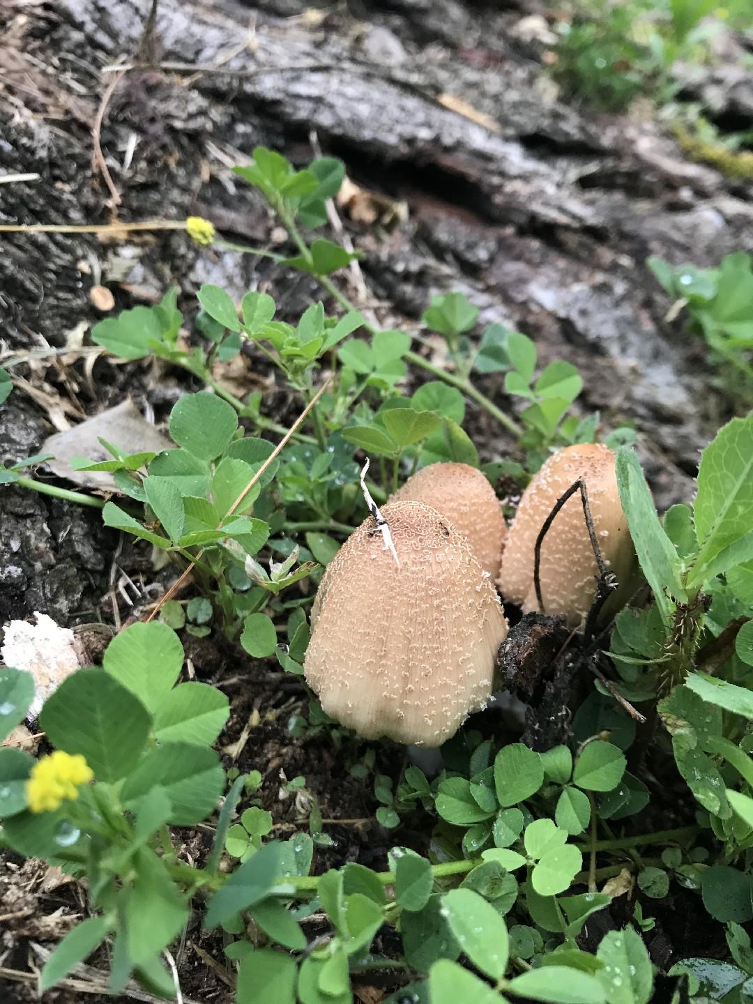 Flocculose inkcap thumbnail 3