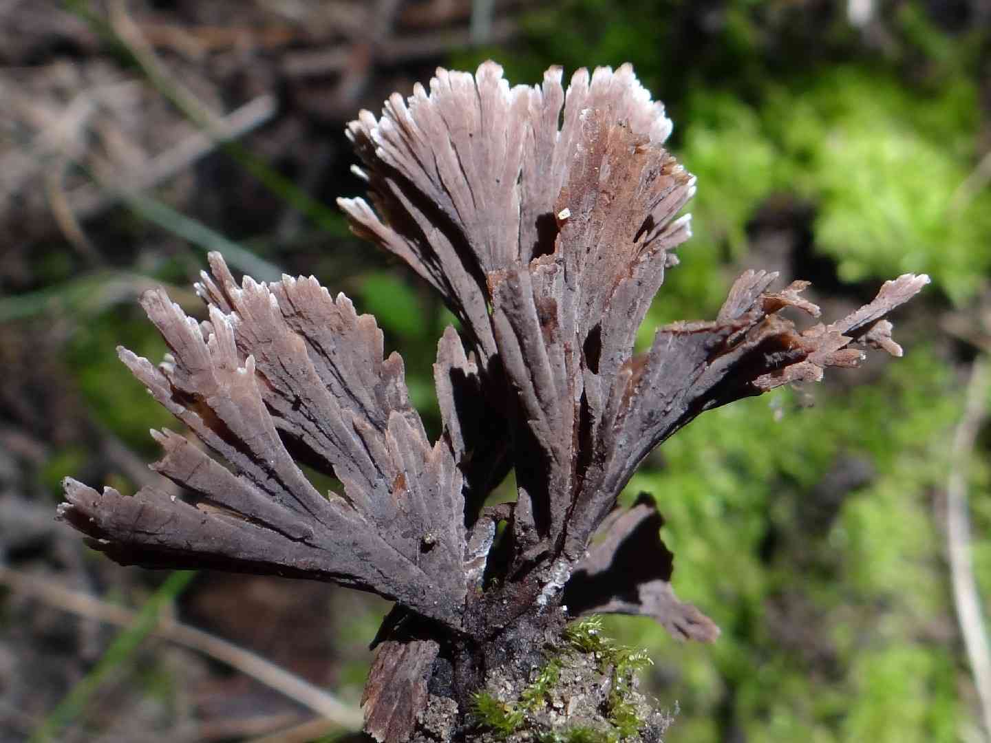 Carnation earthfan (Thelephora caryophyllea) thumbnail 3