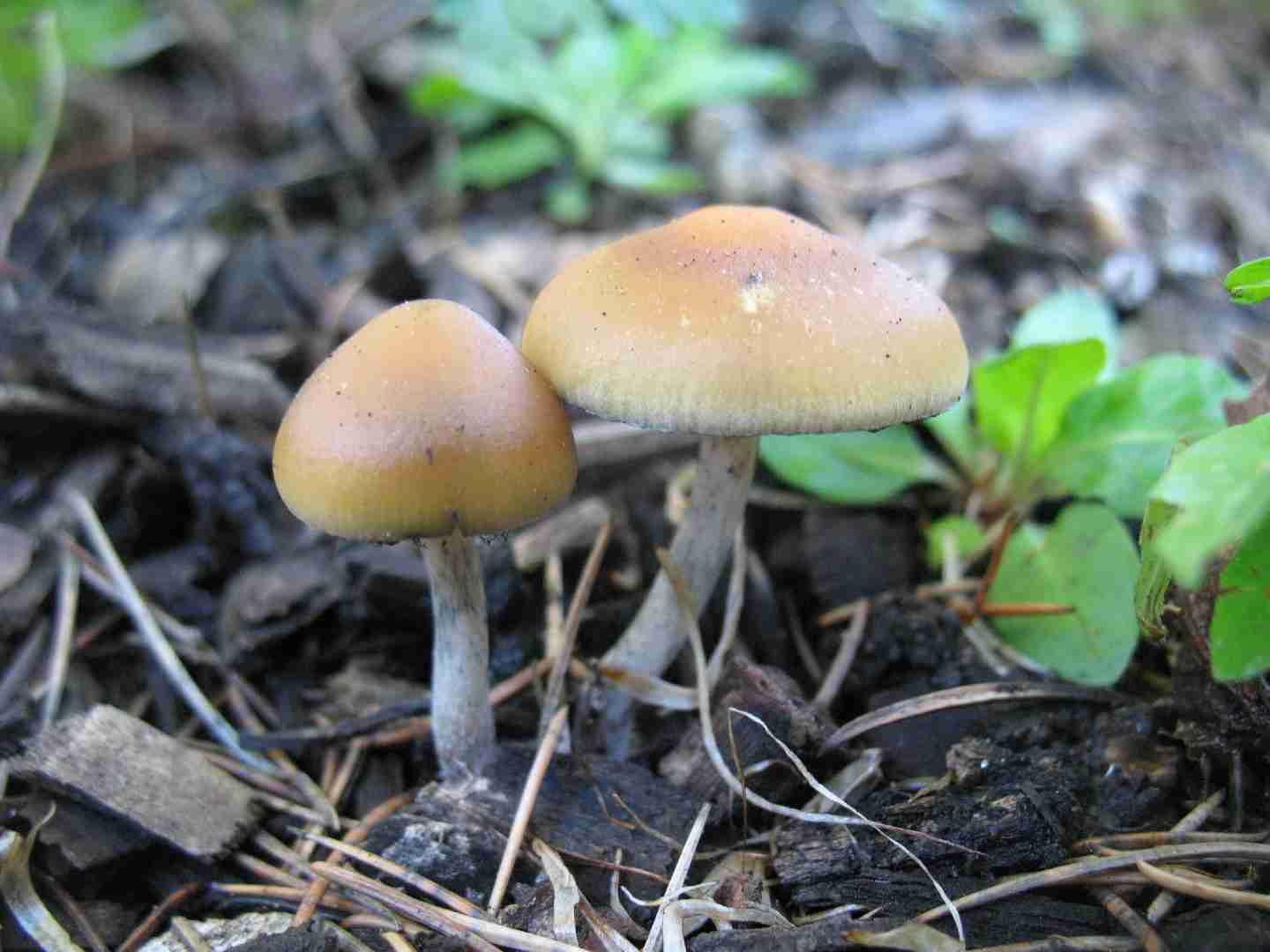Psilocybe allenii (Psilocybe allenii)