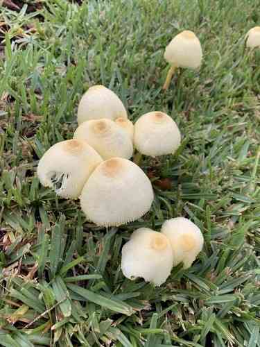 Flowerpot parasol (Leucocoprinus birnbaumii) thumbnail 3