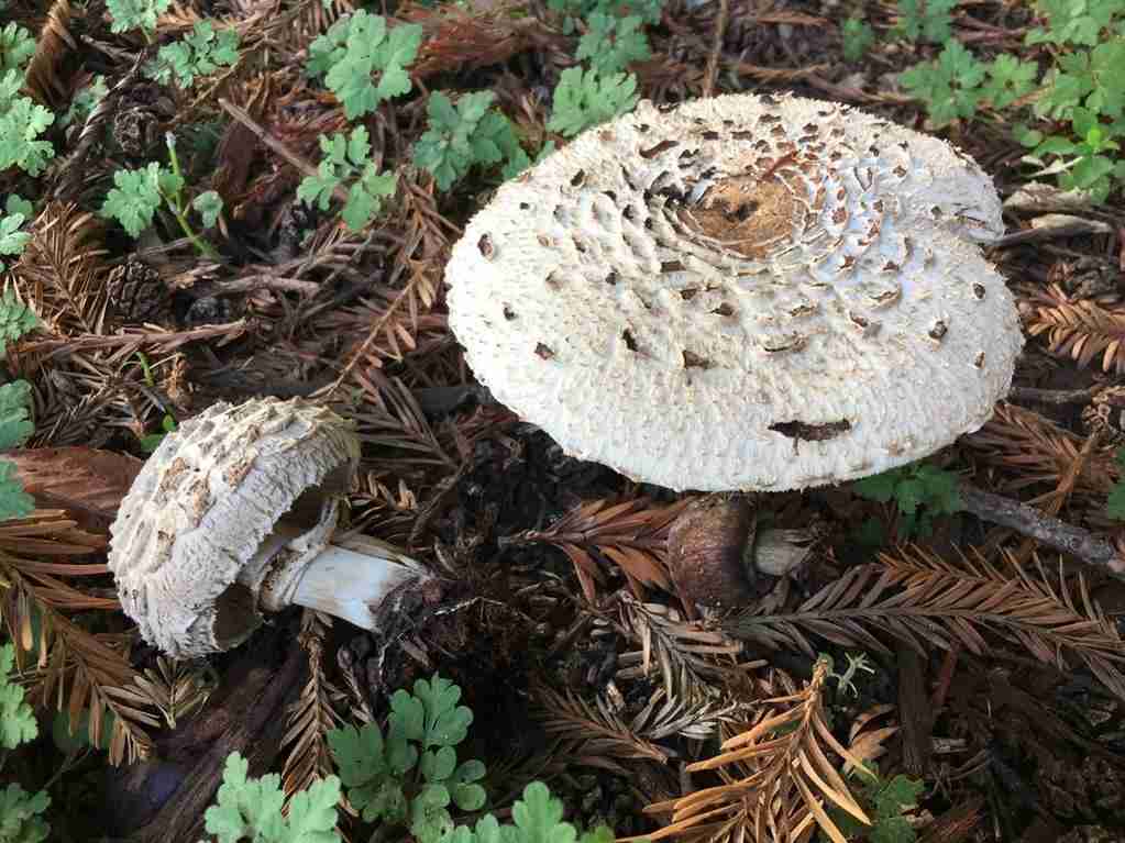 Shaggy parasol (Chlorophyllum brunneum)