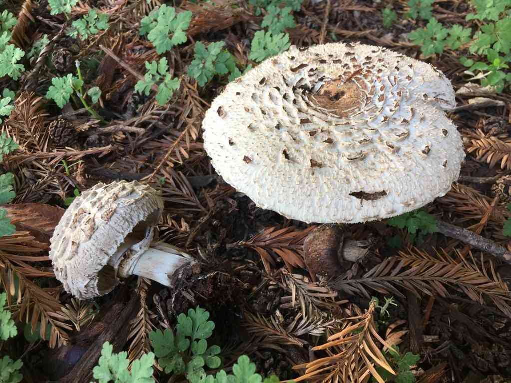 Shaggy parasol (Chlorophyllum brunneum) thumbnail 1