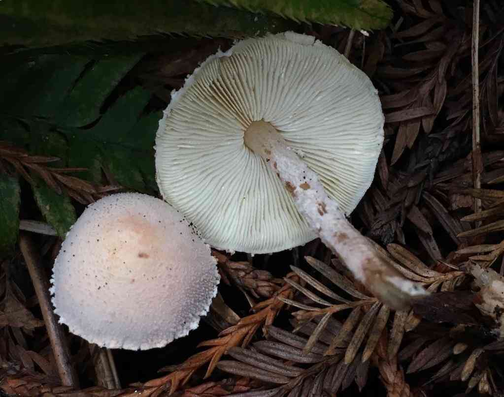 Bearded dapperling (Cystolepiota seminuda) thumbnail 1