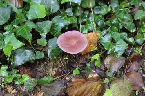 Sordid blewit (Lepista sordida) thumbnail 2