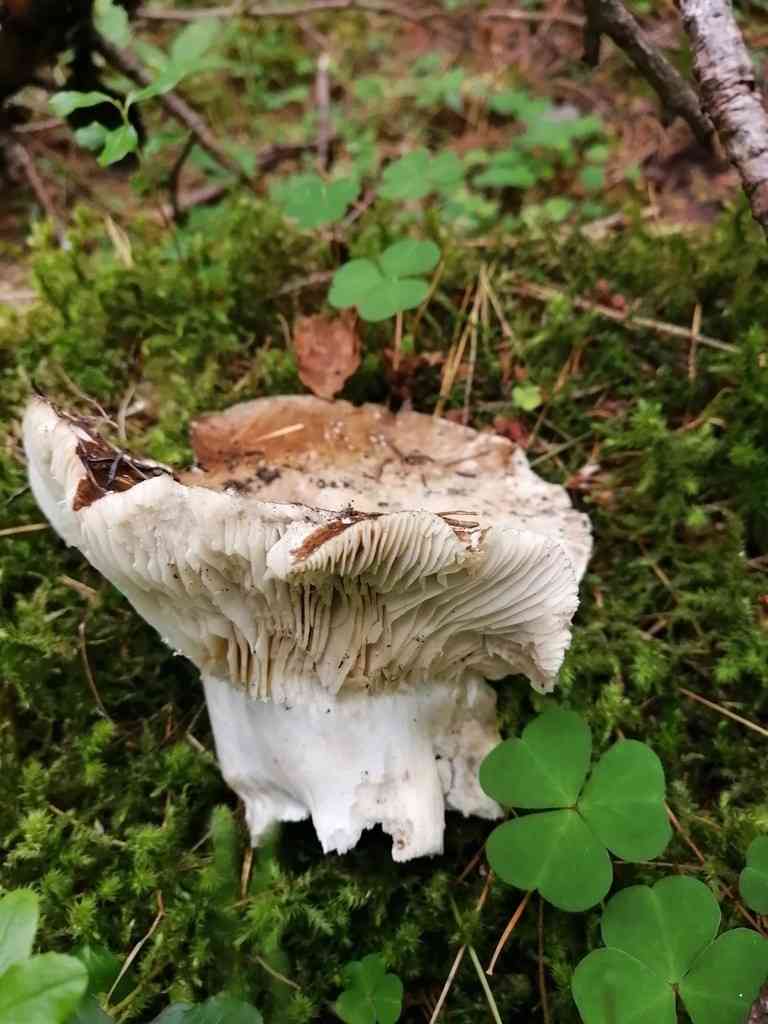 Winecork brittlegill (Russula adusta) thumbnail 3