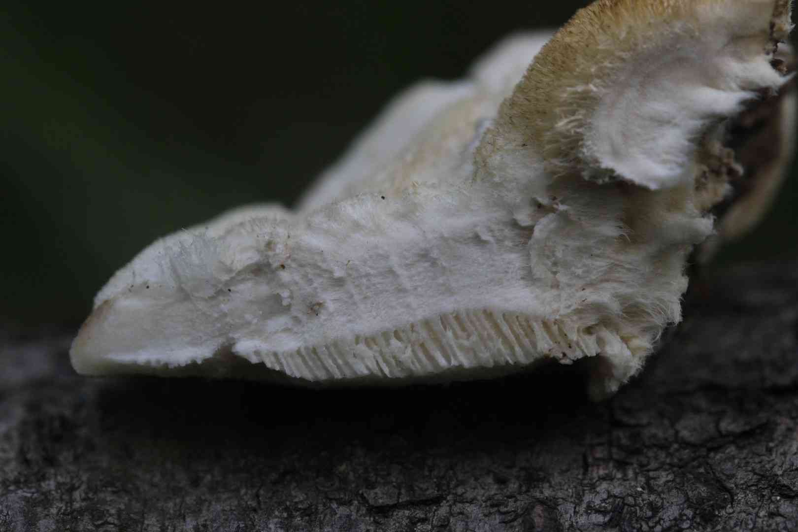 Hairy bracket (Trametes hirsuta) thumbnail 3