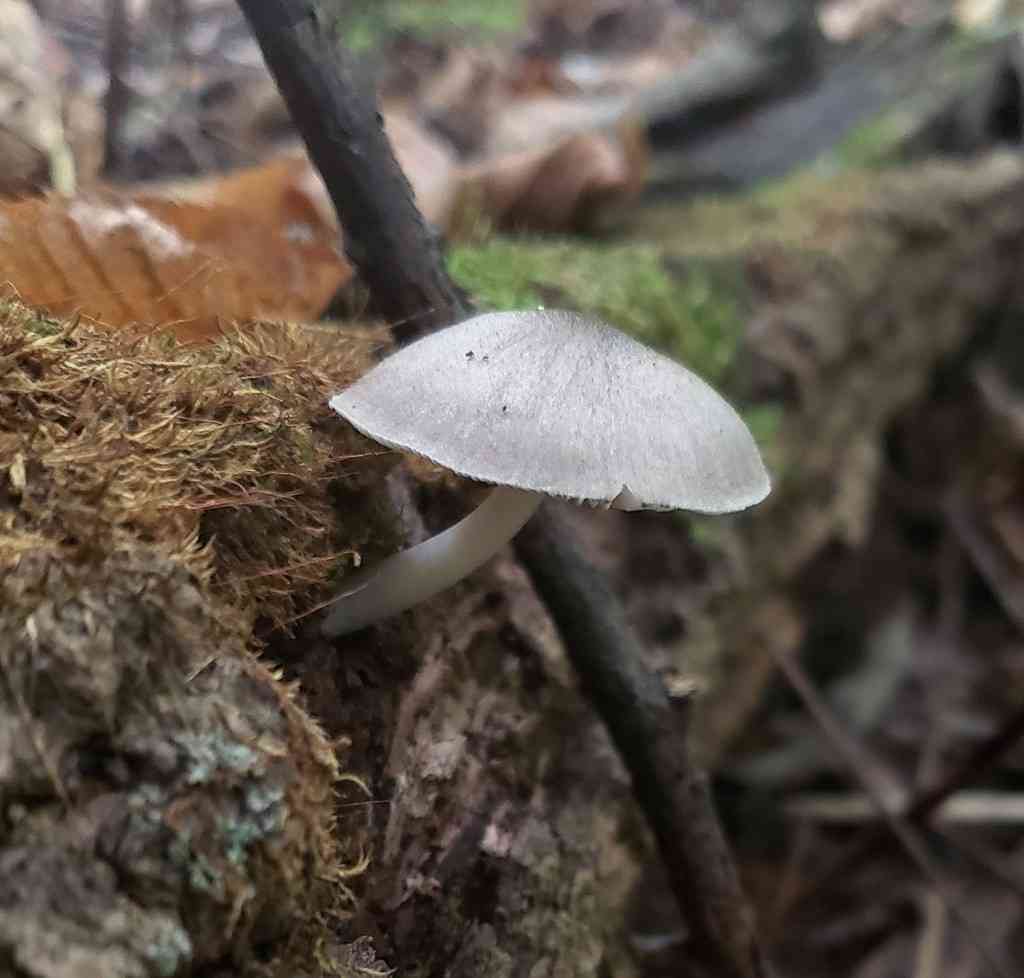 Pluteus americanus (Pluteus americanus) thumbnail 1