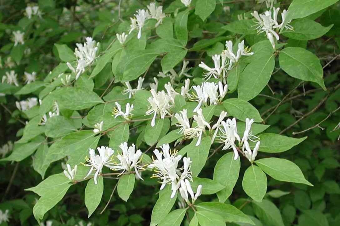 Amur honeysuckle