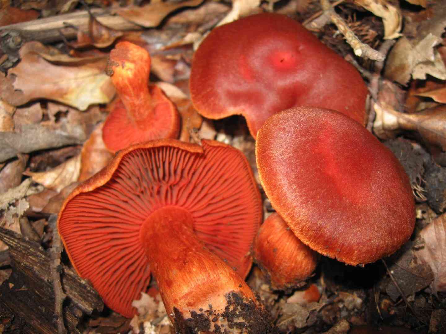 Cinnabar webcap (Cortinarius cinnabarinus) thumbnail 3