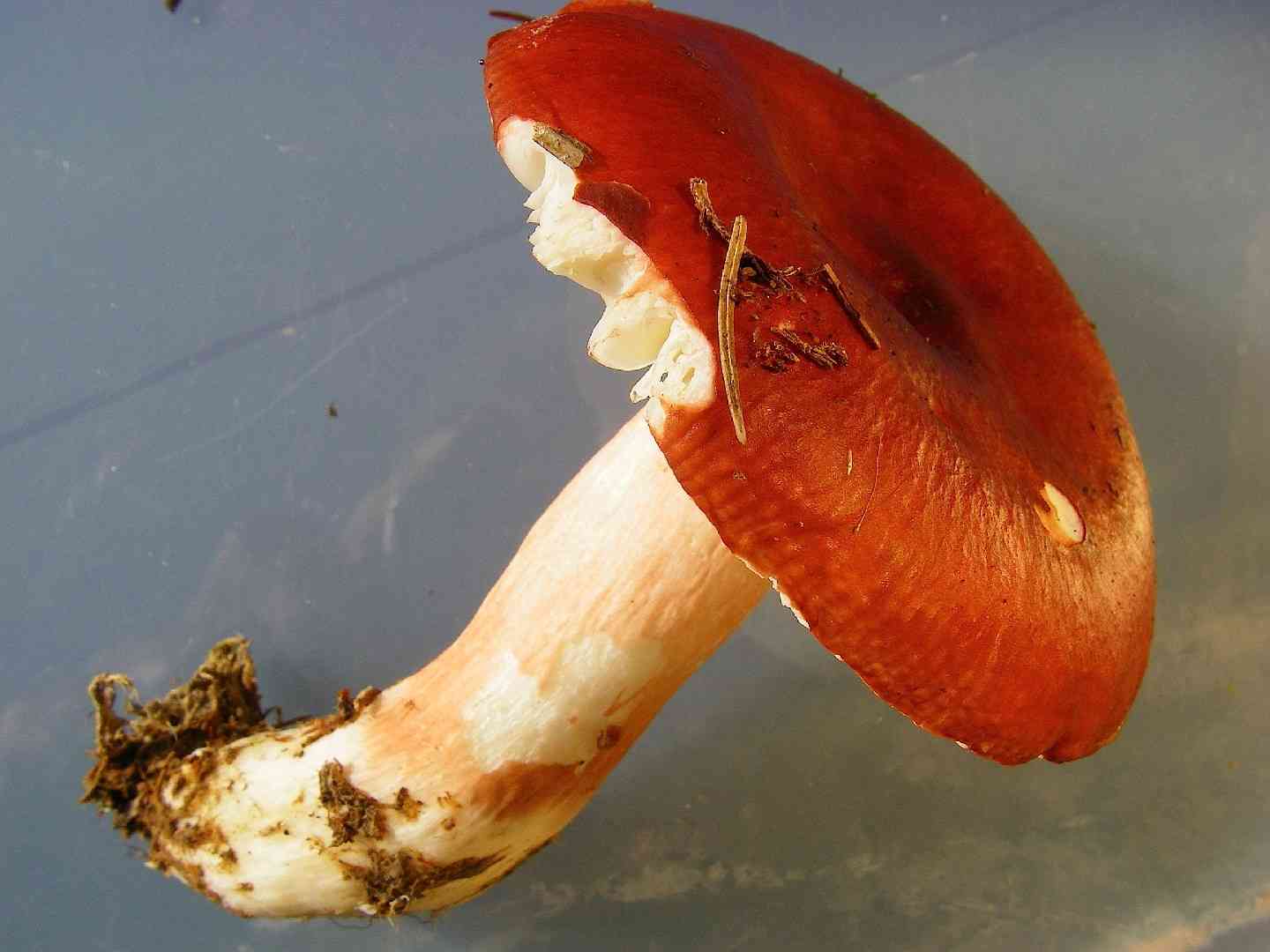 Hintapink (Russula paludosa) thumbnail 3