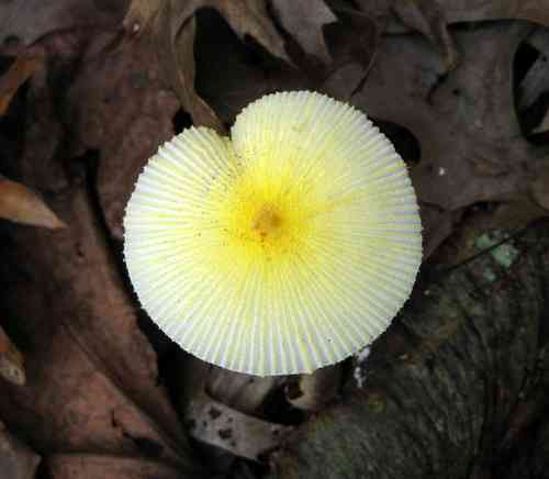 Fragile dapperling (Leucocoprinus fragilissimus) thumbnail 2
