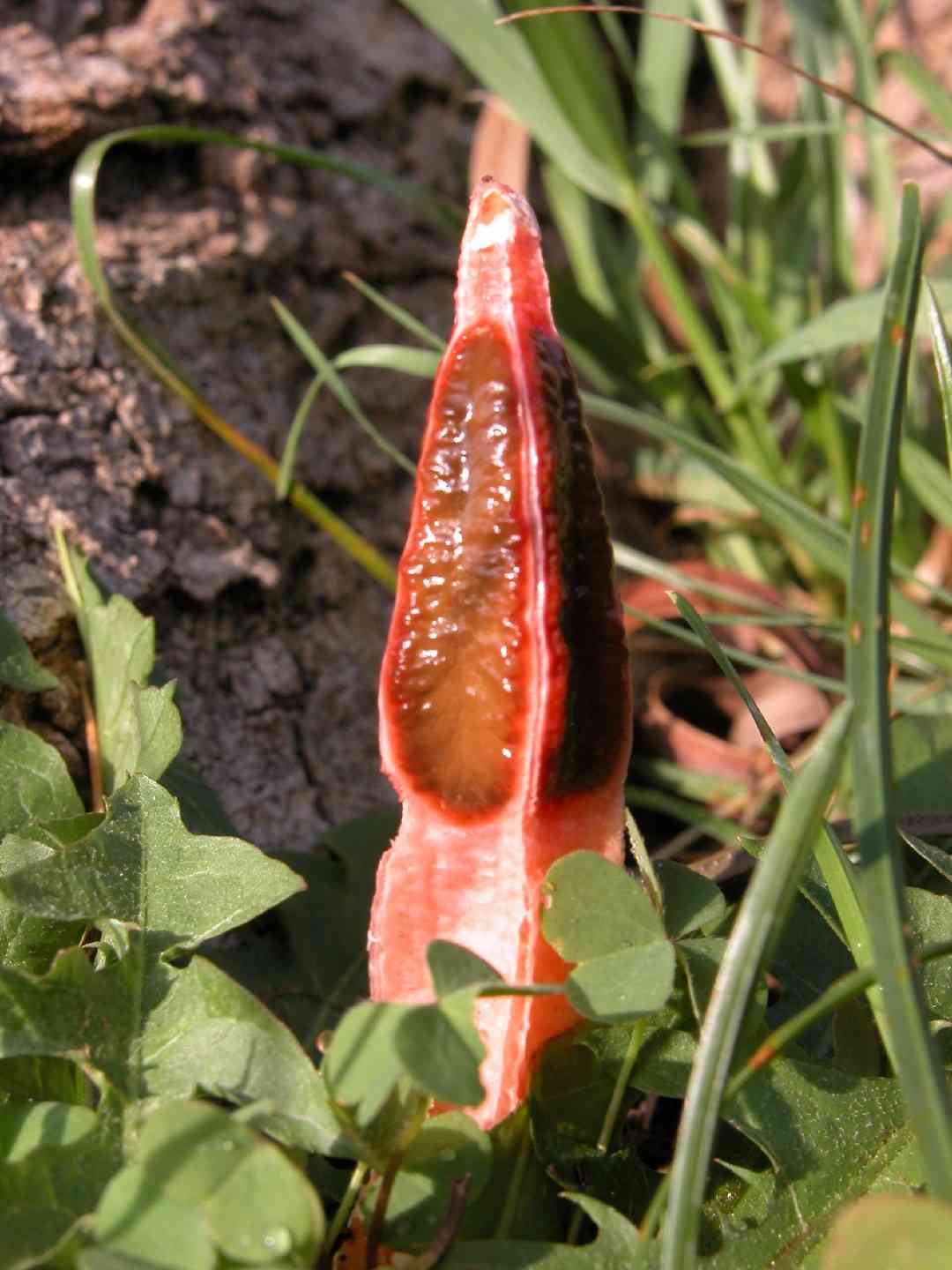 Lantern stinkhorn (Lysurus mokusin) thumbnail 2