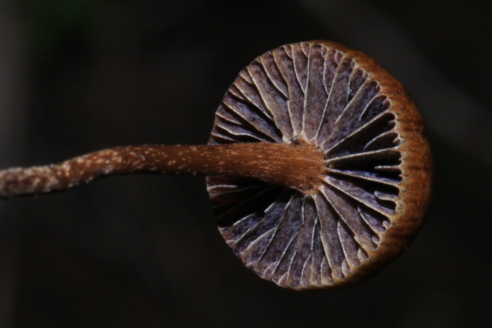 Dung-loving deconica thumbnail 3
