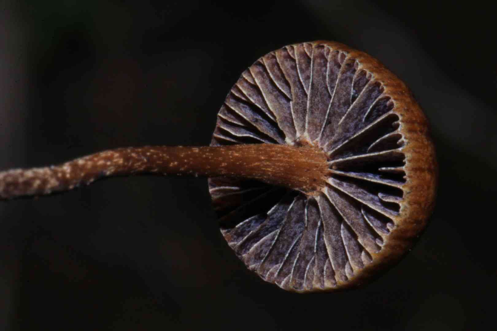 Dung-loving deconica (Deconica coprophila) thumbnail 3