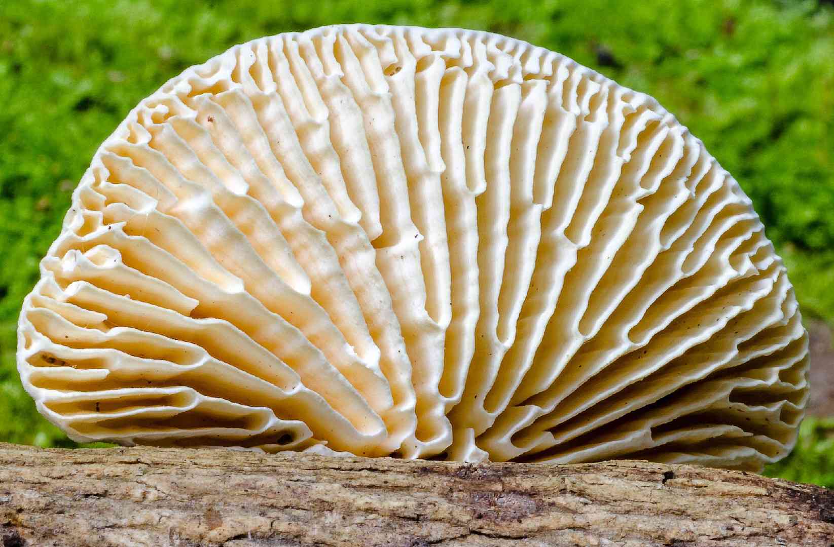 Birch mazegill (Lenzites betulina) thumbnail 3