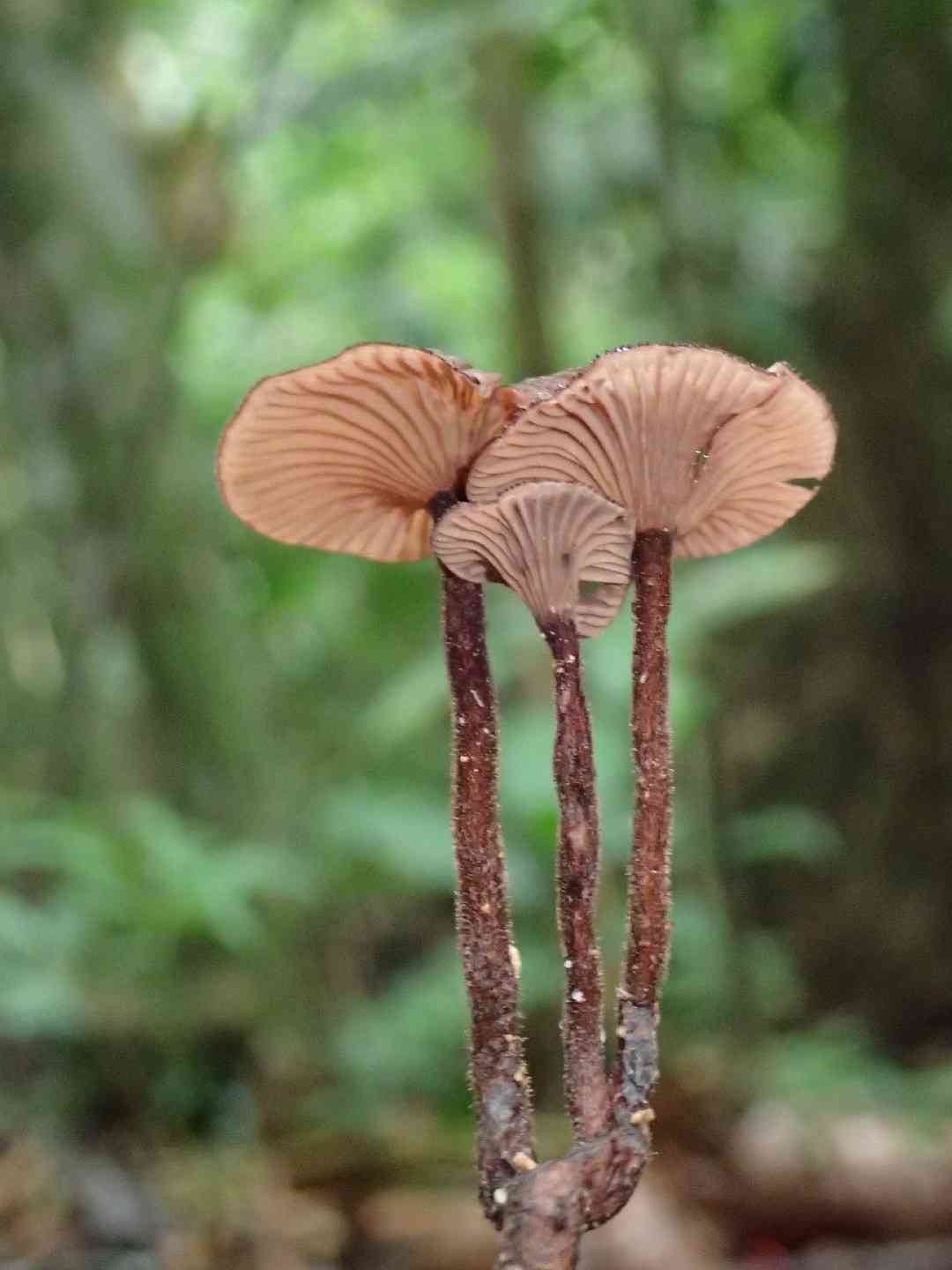 Panus similis (Panus similis) thumbnail 1