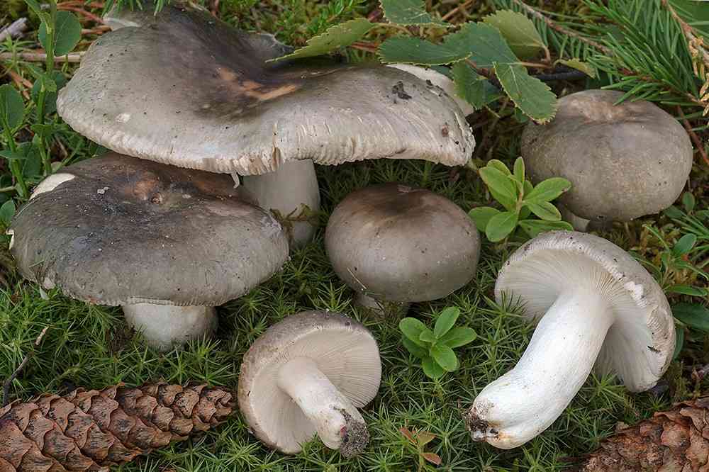 Russula atroglauca (Russula atroglauca) thumbnail 1