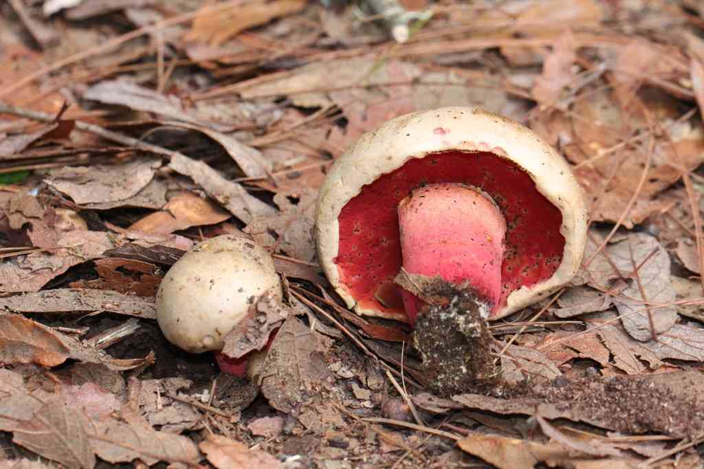 Caloboletus firmus