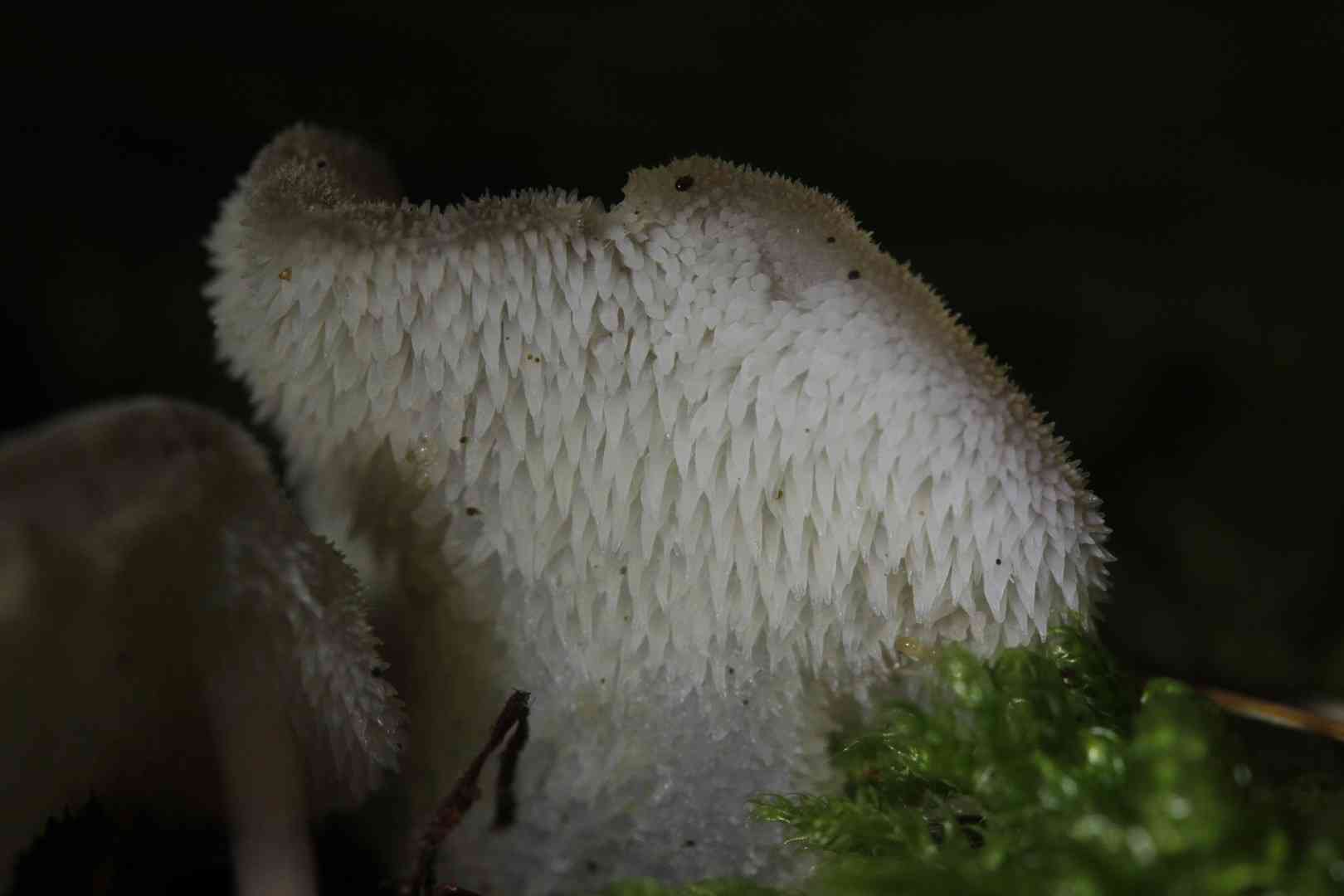 Toothed jelly fungus (Pseudohydnum gelatinosum) thumbnail 2