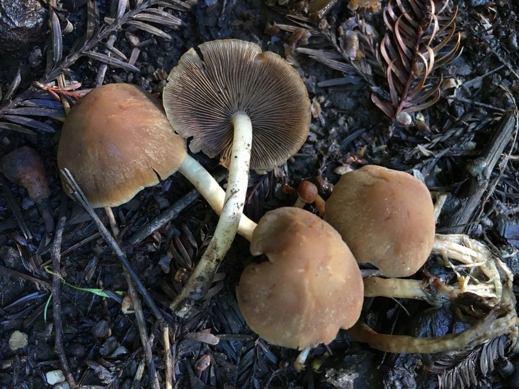 Common stump brittlestem thumbnail 3