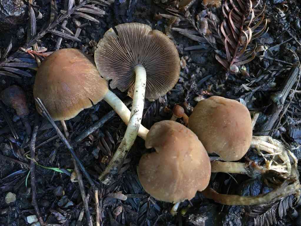 Common stump brittlestem (Psathyrella piluliformis) thumbnail 3