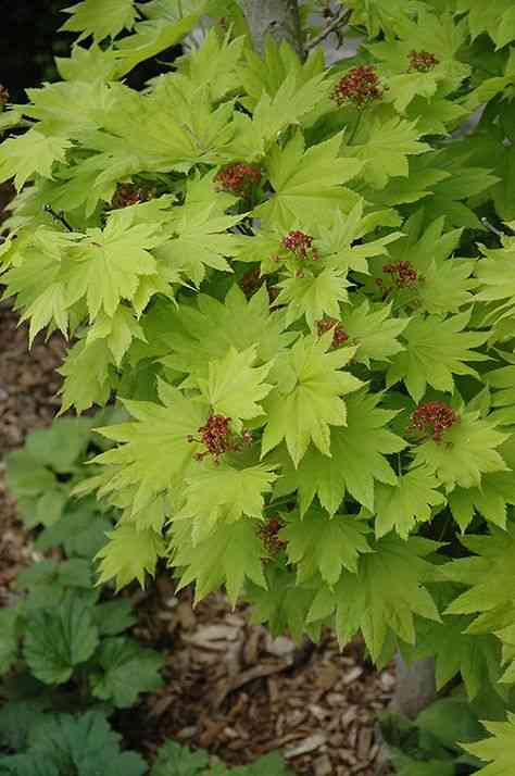 Fullmoon maple