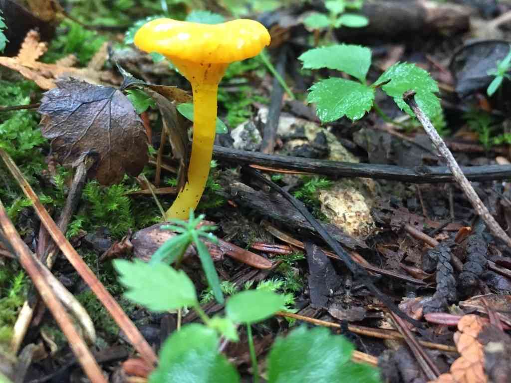 Shining waxcap (Gloioxanthomyces nitidus) thumbnail 3
