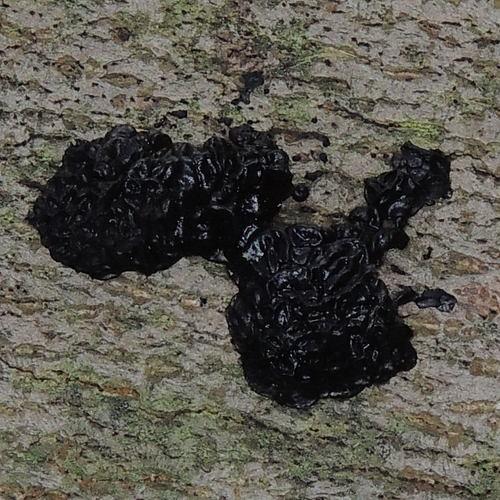 Black witches' butter thumbnail 2
