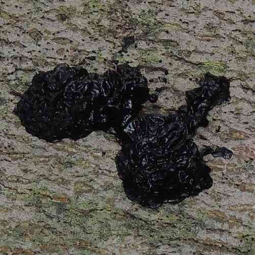 Black witches' butter (Exidia glandulosa) thumbnail 2