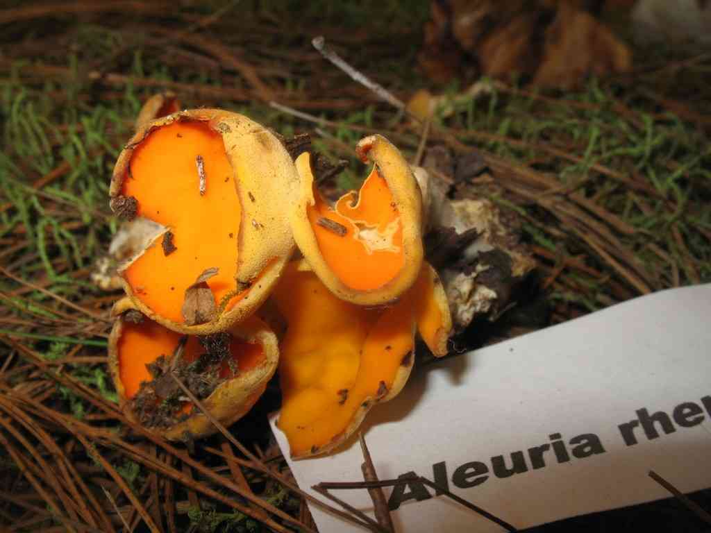 Stalked orange-peel fungus (Sowerbyella rhenana) thumbnail 2